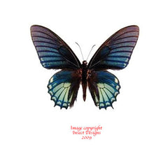 Papilio xanthopleura (Peru) A-