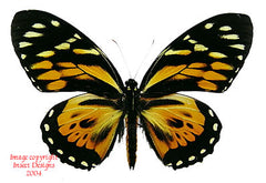 Pterourus zagreus (Peru) - male