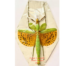 Paracyphocrania major (Java) A2