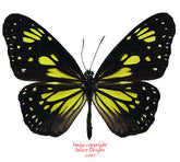 Parantica cleona (Seram)