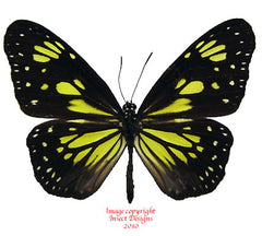 Parantica cleona (Seram)