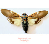 Paratalainga yunnanensis (Vietnam) A2