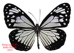 Parantica vitrina (Philippines) A-