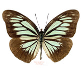 Pareronia valeria (Philippines) A2