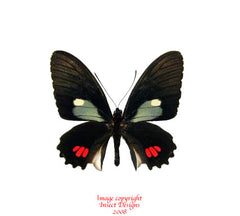Parides erlaces (Peru)