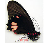 Parides lysander (Peru) - female A2