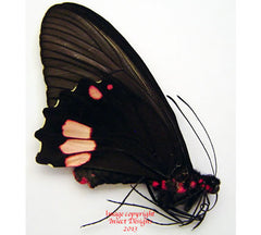 Parides lysander (Peru) - female A2