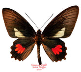 Parides lysander (Peru) - male