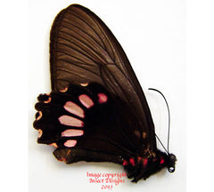 Parides panthonus (Peru)