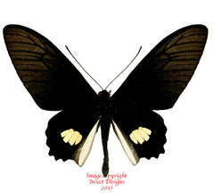 Parides pizarro (Peru)