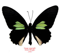 Parides sesostris (Peru) - male A-