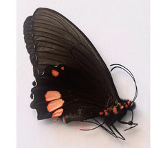 Parides sesostris (Peru) - female