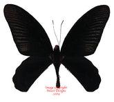 Atrophaneura varuna varuna (Malaysia)