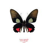 Parides vertumnus (Peru)