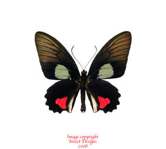 Parides vertumnus (Peru)