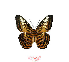 Parthenos sylvia brunnea (Seram)