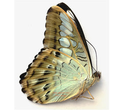 Parthenos sylvia butlerinus (Philippines)