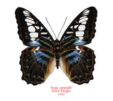 Parthenos sylvia lilacinus (Malaysia)