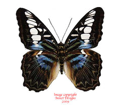 Parthenos sylvia lilacinus (Malaysia)