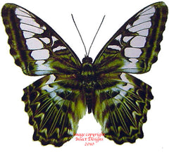 Parthenos sylvia sylla (Thailand)