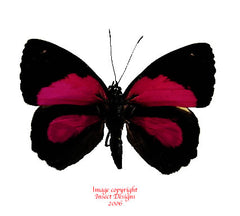 Paulogramma peristera (Peru)