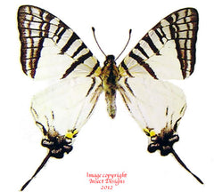 Pazala mandarinum kimurai (Thailand) A2