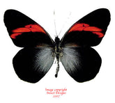 Pereute callinica (Peru) A-