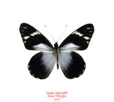 Pereute telthusa (Peru) A-