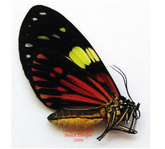 Chetone angulosa (Peru) A-