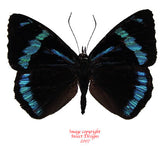 Perisama humboldtii (Peru)