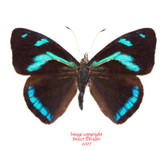 Perisama humboldtii (Peru)