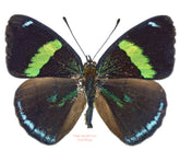 Perisama opelli (Peru)