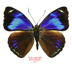 Perisama philinus (Peru) A-