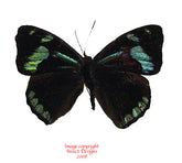 Perisama plistia (Peru)