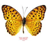 Phalanta phalanta (Philippines) A-