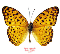 Phalanta phalanta (Philippines) A-