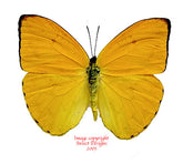 Phoebis argante (Peru) A-