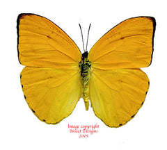 Phoebis argante (Peru) A-