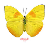 Phoebis philea (Peru)