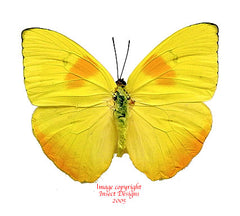 Phoebis philea (Peru)