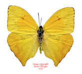 Phoebis neocyris rurina (Peru) A2