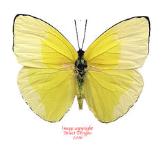 Phoebis statira (Peru)