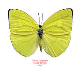 Phoebis trite (Peru)