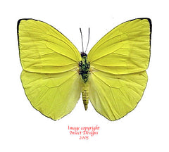 Phoebis trite (Peru)