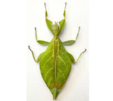 Phyllium jacobsoni (Java)