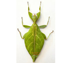 Phyllium jacobsoni (Java)