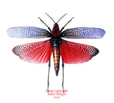 Phymateus madagascariensis (Madagascar)