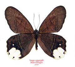 Pierella lucia (Peru) A-