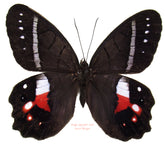 Pierella helvina (Ecuador)