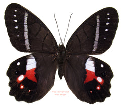 Pierella helvina (Ecuador)